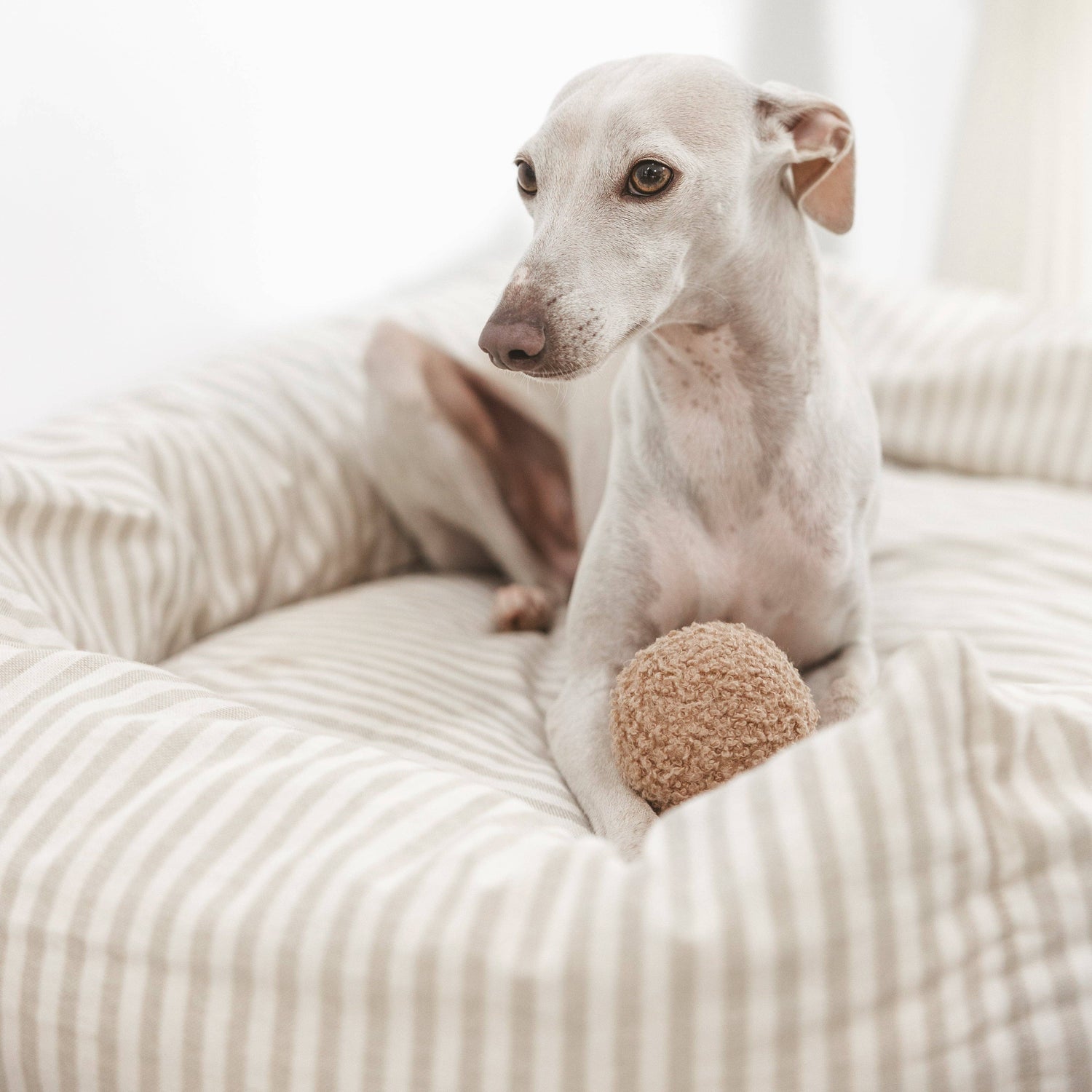 Natural Habitat of Whippets