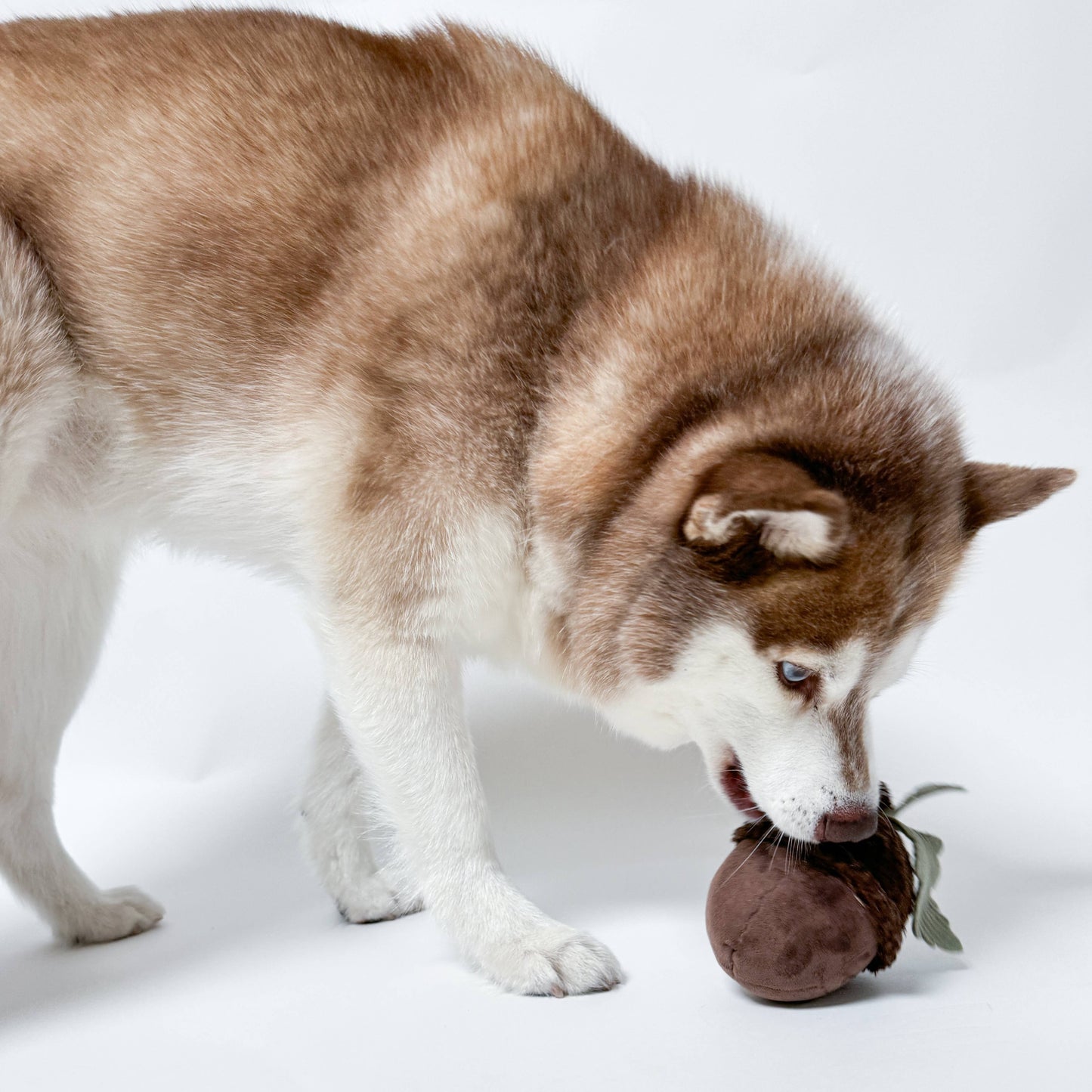 Hundespielzeug "Acorn"