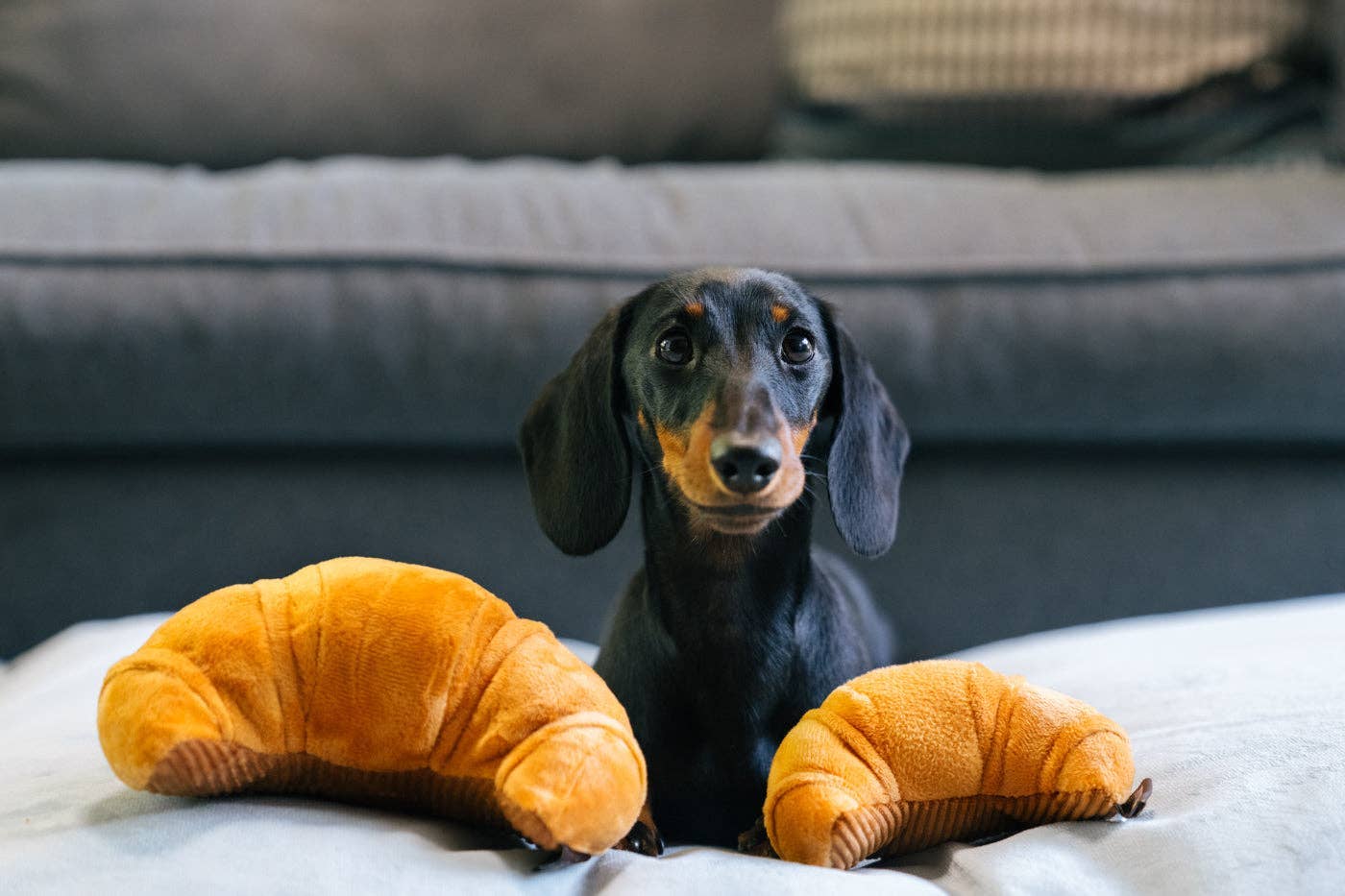 Hundespielzeug "Croissant"