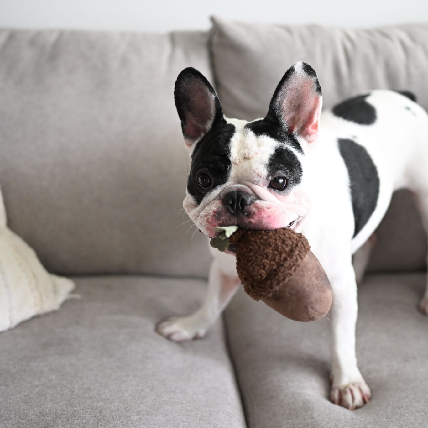 Hundespielzeug "Acorn"