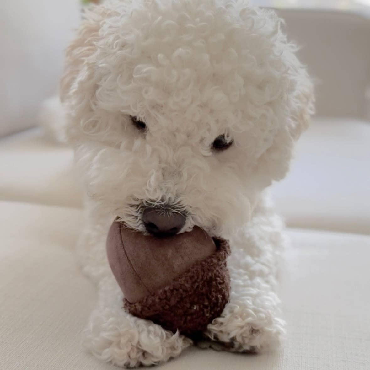 Hundespielzeug "Acorn"