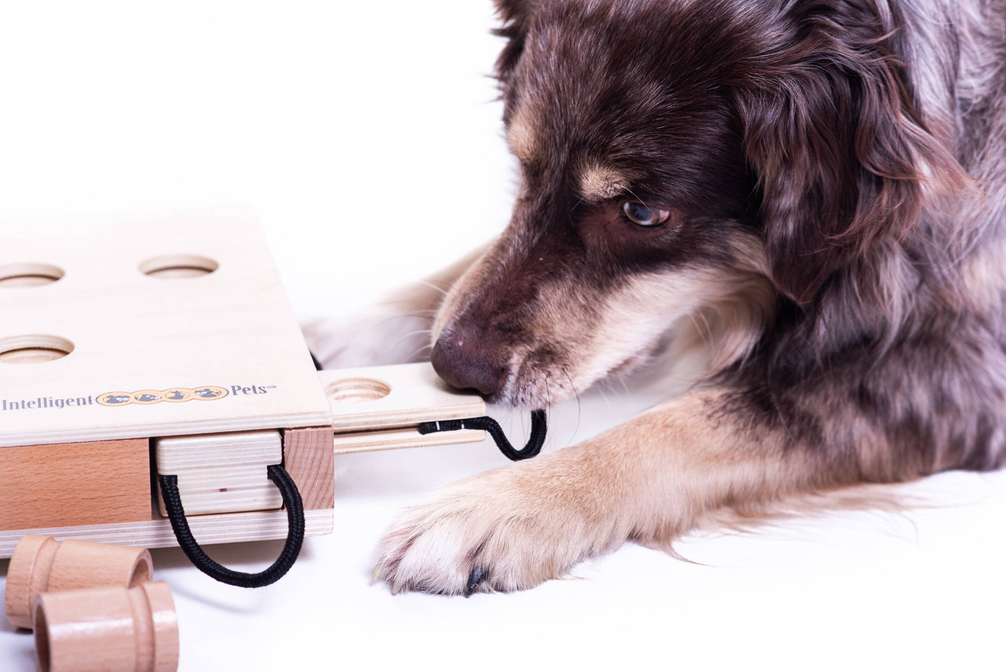 Beschäftigungsspiel für Hunde "iPet"