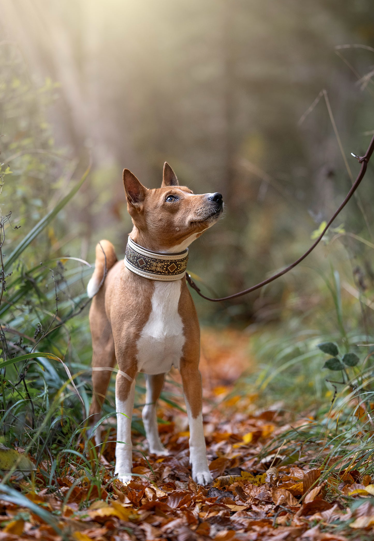 Halsband HAZEL mit Borte | Windhund | gepolstertes Lederhalsband