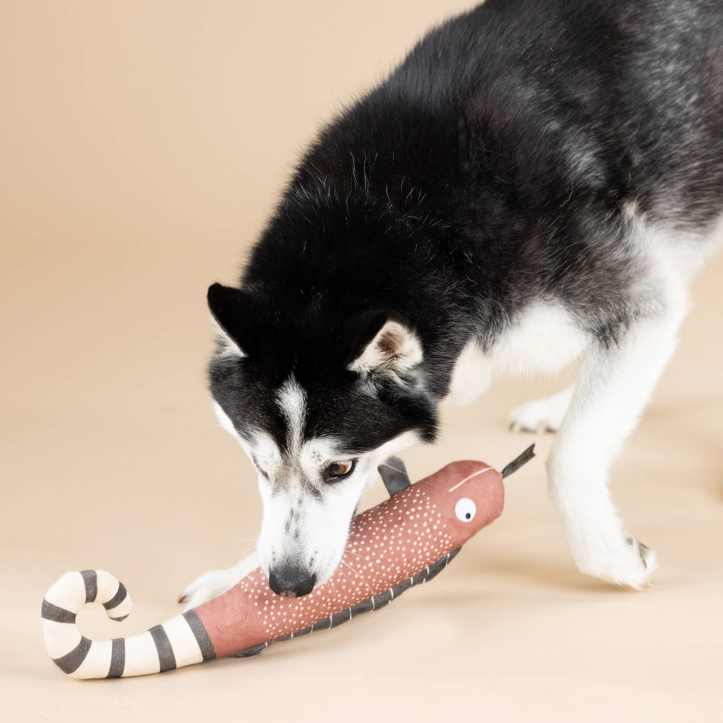 Hundespielzeug "One In a Chameleon"